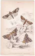 Plate 24 
Herald Moth
Mottled Orange Moth
Angleshades Moth